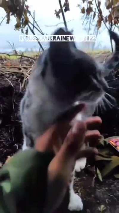 A Ukrainian Kitty visits a Ukrainian trooper in a trench position in no man's land. 😻