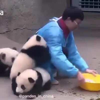 Bath time for pandas