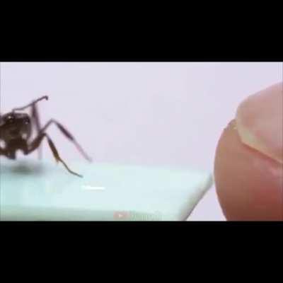 This Ant Hitting a Finger