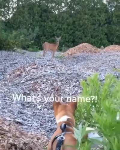 Ezekiel the deer and Tony the dog discussing a well built fire