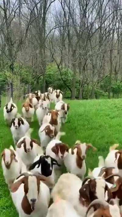 A happy boy leads his girls through the pasture