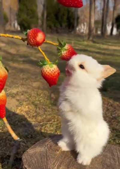 Cute bunny eating strawberries :&amp;gt;