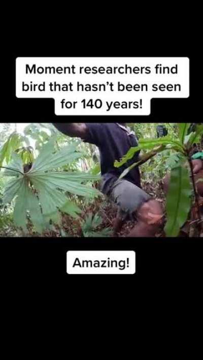 Catching a bird in a camera trap that hadn't been seen in 140 years