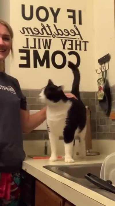 Cat begs to have his back scratched, and has the most hilarious reaction to it!