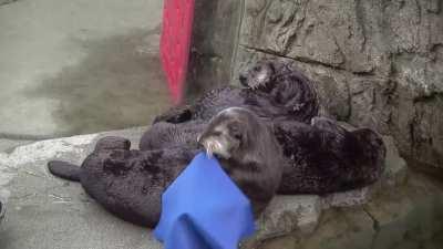 Otter covering himself with a blanket