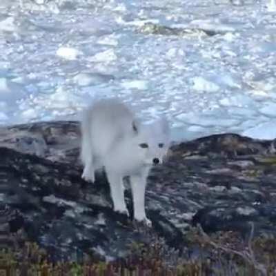 An Arctic fox