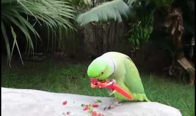 🔥 Parrot eating Chili pepper. They don't experience the heat