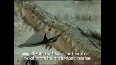 Crocodile's toothbrush