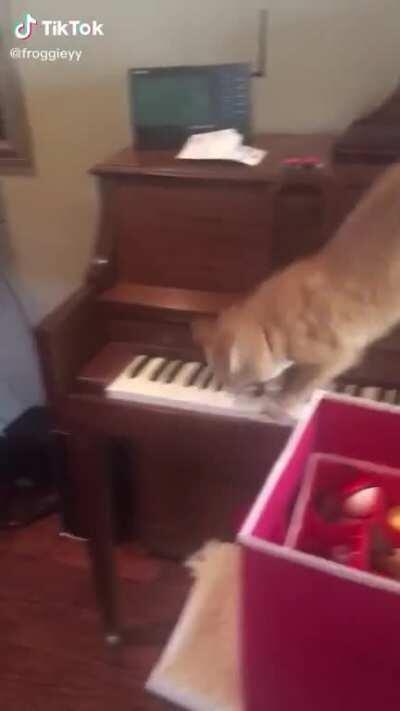 Cat Vs. Piano