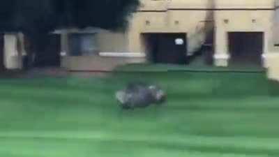 🔥 Javelina running through the streets of Tucson Arizona 🔥