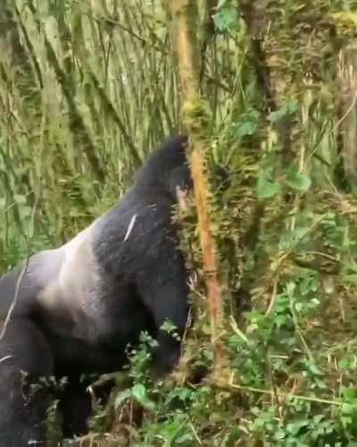 These people had a close call with a terrifying gorilla!