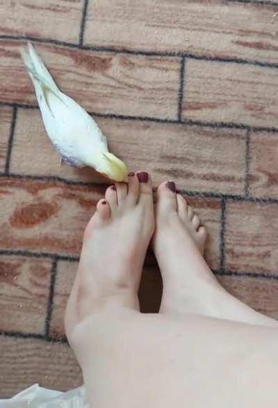 god think my bird has footfetish