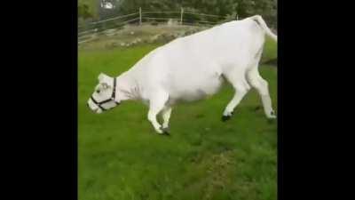 Fetching Cow!