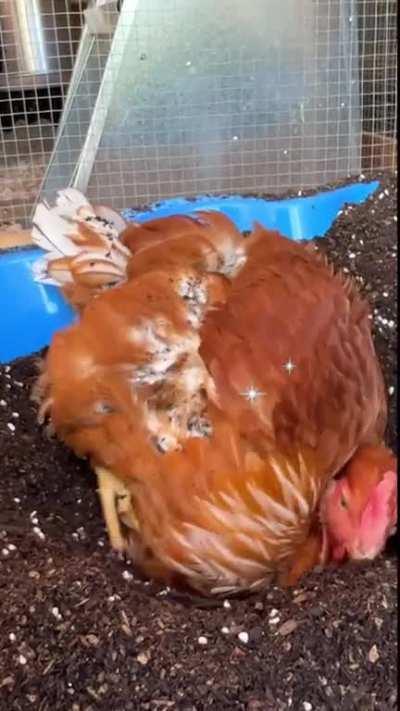 It's summer here in Australia, so I built my girls a dust bath