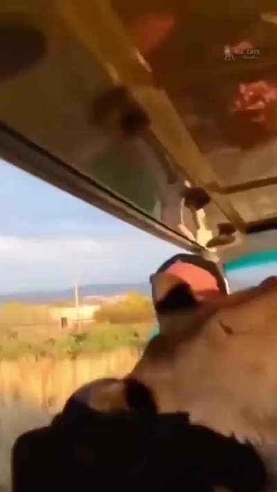 Lioness jumps into safari vehicle