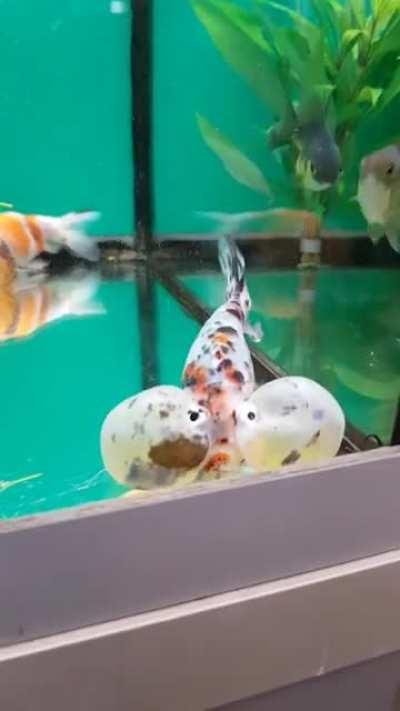 Bubble Eye fish