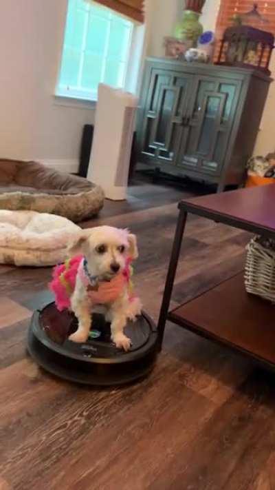 Dog rides Roomba