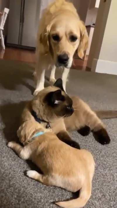 Kitty Gives Hugs And Licks To Puppy While Mom Watches