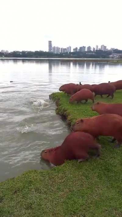 Capybaras jumping into water