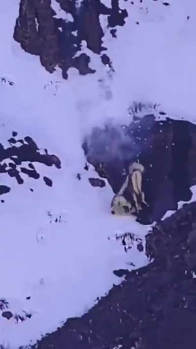 Snow leopard falls off a cliff with its prey while hunting