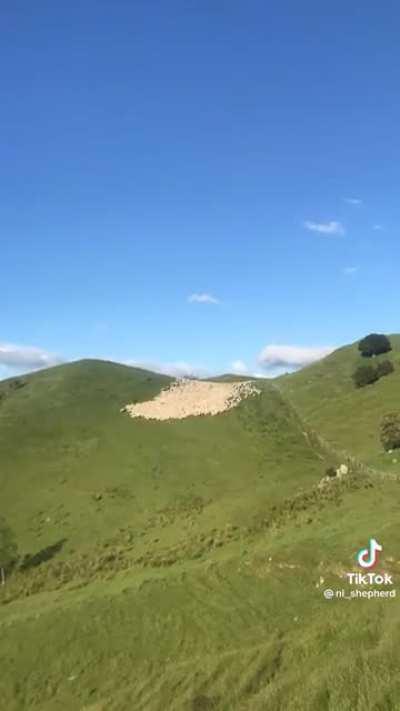 This dog hearding sheep over a hill