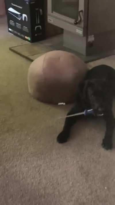 A dog with a blade