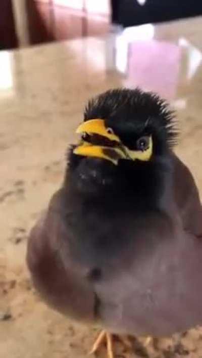 This bird can talk like humans