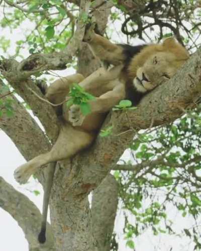 🔥 Don’t fall out of the tree lion king. A big male lion sneezing (and nearly losing his footing) in a tree in Ishasha, Queen Elizabeth National Park, Uganda.