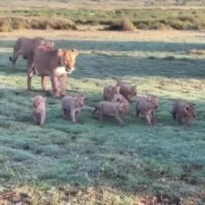 Family of Lions