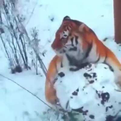 Tiger plays with the Ultimate Snowball