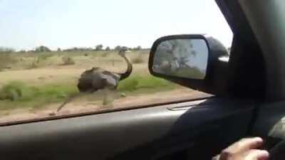 Ostrich running at 30mph.