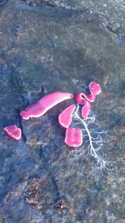 A ribbon worm spits out it's proboscis, uses to catch prey. it's held in a sac above their gut and it has neurotoxin that can actually paralyze or slow down it's prey