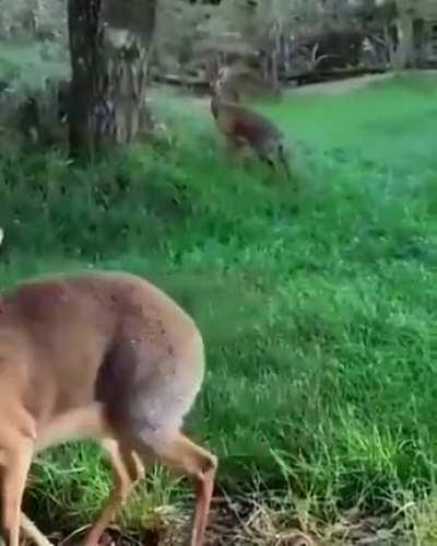 🔥 Unsolicited Dik-Dik just chilling and eating 🔥