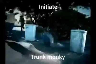 Monky back in defense mode