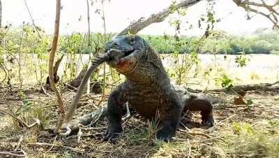 Komodo Dragon swallowing a monkey.