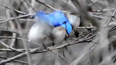 An adorable family of splendid fairywrens 🖤🐦