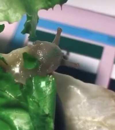 A snail eating a leaf, you can see the pieces going through its head