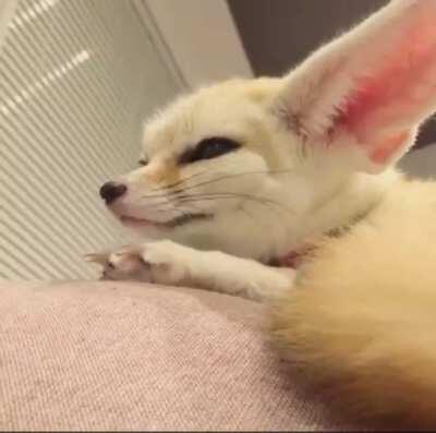 sleepy fennec