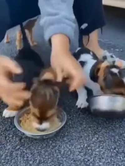 Keeping their ears out of their food.