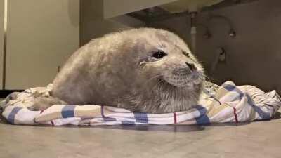 3-weeks old baby seal rescued by Panjin Harbor Seal Protection Volunteer Association