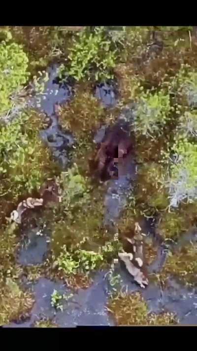 Fearless Bear Fights For His Life Against a Pack of Huskies 