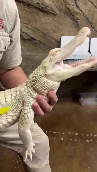 This baby croc