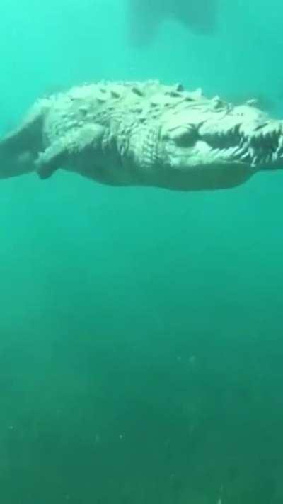 Imagine Scuba diving and this monster swims casually by you.