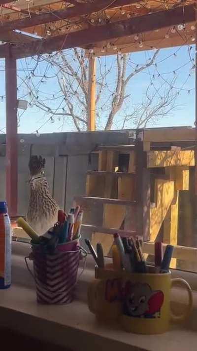 Why does this roadrunner bring snacks up to my window almost every day? He walked in through the open door one time but my dog chased him away. Does he think his reflection is a potential mate?