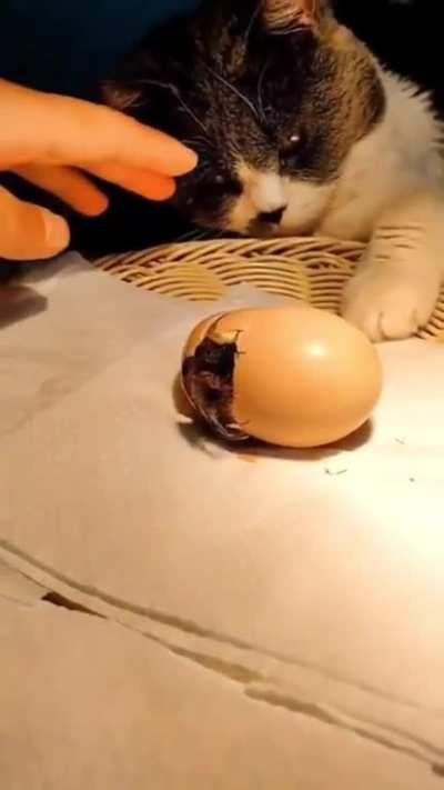 Cat incubating eggs and raising chicks