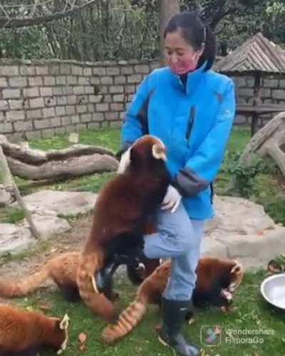 Hungry red pandas