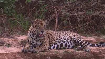 Porto Jofre safari starring Maxime, Mick Jaguar, and Adriano, 2015. All three of them gone by now.