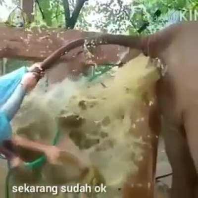 Helping a constipated elephant