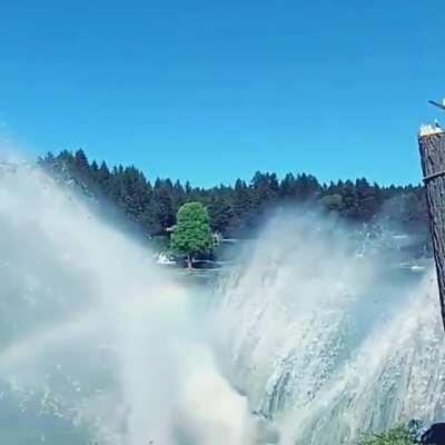 Douglas fir falling into lake