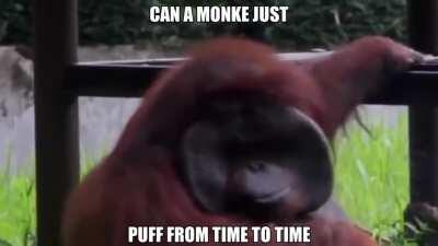 Sometimes monke just wanna think about life ooo